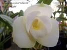 lycaste
