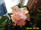 Picture 001