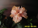 Picture 006