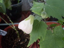 abutilon alb