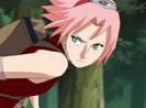 Sakuraharunochan