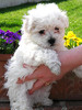 pic133198_caine_Bichon_bolognese