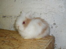 fetita