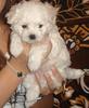 1277044512_63216909_1-Fotografii-de--pui-bichon-alb-750-ron-1277044512