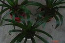 guzmania