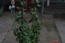 hoya