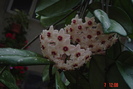 floare hoya