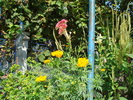 DSC00331