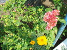 DSC00259