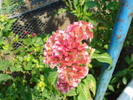 DSC00260