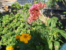 DSC00261