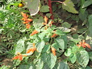 DSC00264