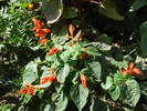 DSC00265