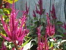 DSC00266