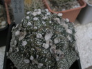 Astrophytum asterias - capete de crestere 04.10