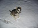 1268861495_81249989_1-Fotografii-de--Caut-mascul-Husky-Siberian-pentru-imperechere-