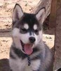 pic87509_caine_Husky