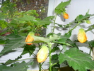 7 oct 2010