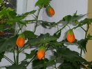 7 oct 2010