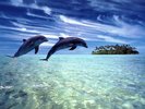 delfines-animados-gif-104907