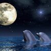 delfines-enamorados-959539
