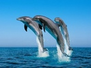 delfines-saltando-en-el-mar-734742