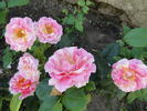 DSC01916