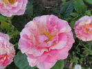 DSC01917