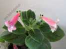 Kohleria Modroon 5