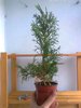 Thuja occidentalis