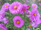 aster