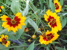 gaillardia