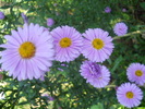 aster