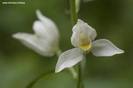 chepalantera damasonium 1