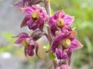 epipactis