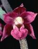 epipactis atropurpurea