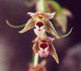 epipactis helleborine