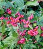 Euonymus-europaea