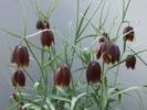 fritillaria tenella