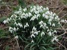 galanthus nivalis