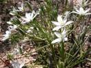 ornitogalum umbellatum