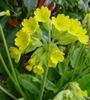 primula veris