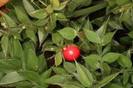 ruscus aculeatus