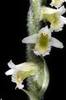 spiranthes spiralis