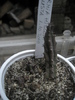 Huernia hislopii v. robusta - Ung