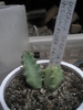 Huernia zebrina v. insigniflora - Ung