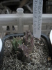 Orbea ciliata - Ung