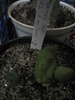 Piaranthus germinatus ssp.germinatus - Ung