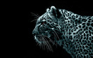 Mac_Snow_Leopard