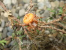 DSCF5680